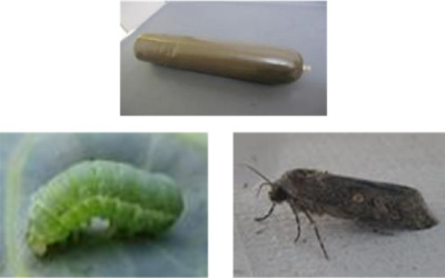 各種チョウ目害虫を採取