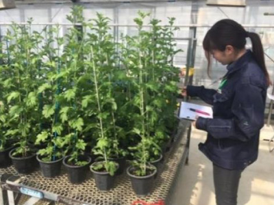 圃場効果確認試験