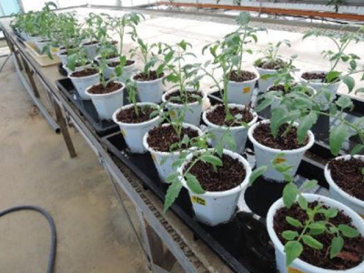 生物性向上試験（DGC連携）