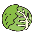 キャベツ