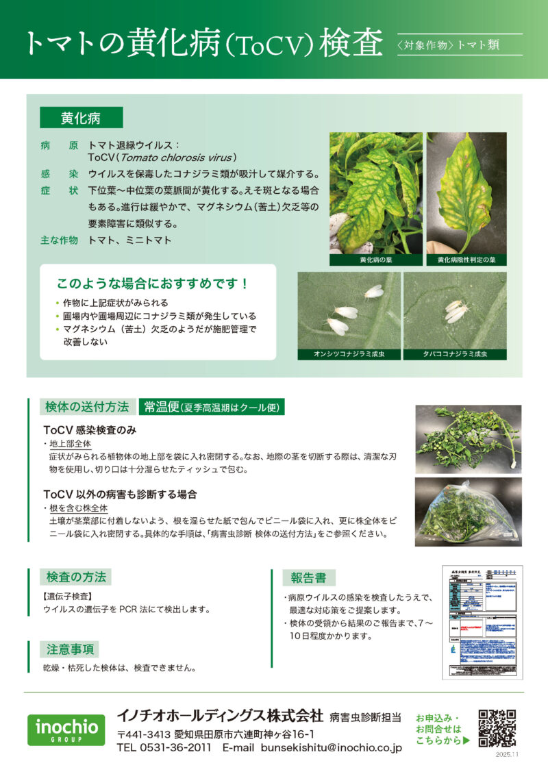 トマトの黄化病（ToCV）検査